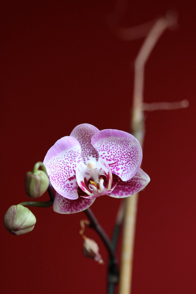 Last year, I was feeling so smug, because I watered my orchid stick for six months and it bloomed on Mothers' Day. This year, it's just a stick.