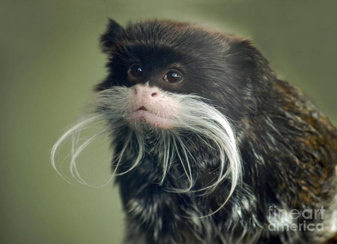 mustached-monkey-emperor-tamarin-ii-jim-fitzpatrick